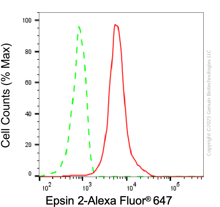 KD-Validated Anti-Epsin 2 Mouse Monoclonal Antibody ABG2032