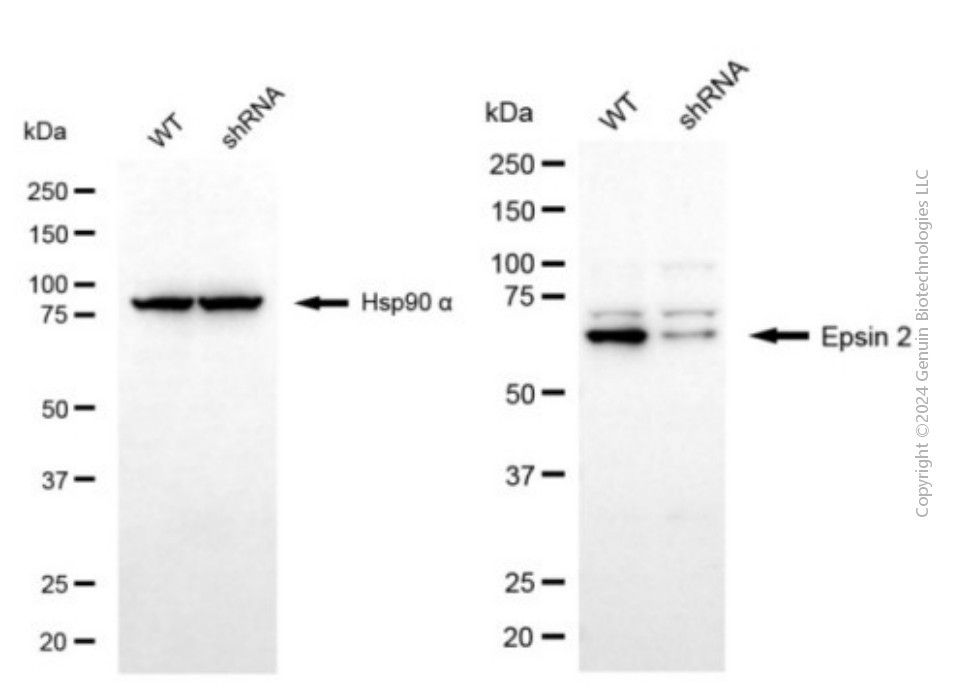 KD-Validated Anti-Epsin 2 Mouse Monoclonal Antibody ABG2032