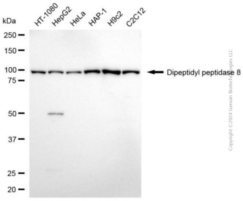 KD-Validated Anti-DPP8 Mouse Monoclonal Antibody ABG2033