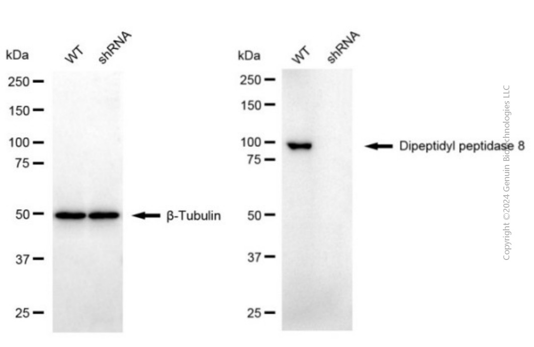 KD-Validated Anti-DPP8 Mouse Monoclonal Antibody ABG2033
