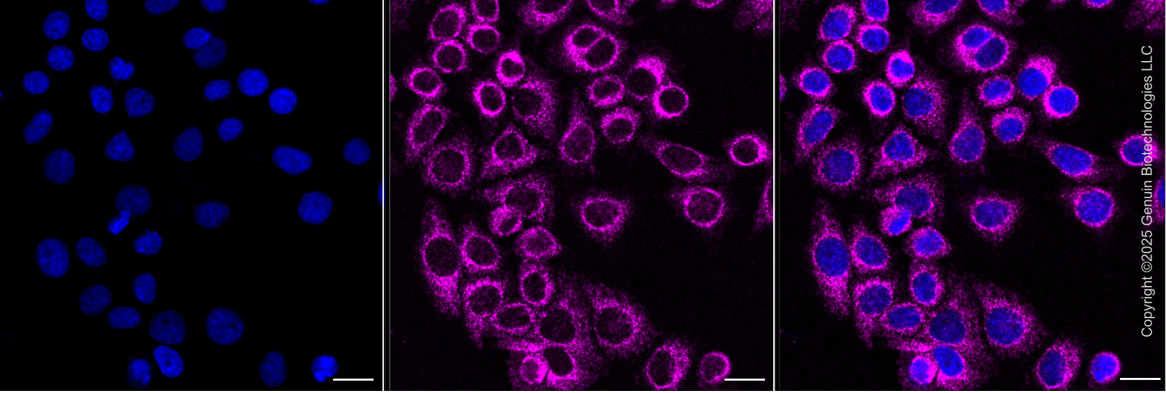 KD-Validated Anti-DNM1L Mouse Monoclonal Antibody ABG2034