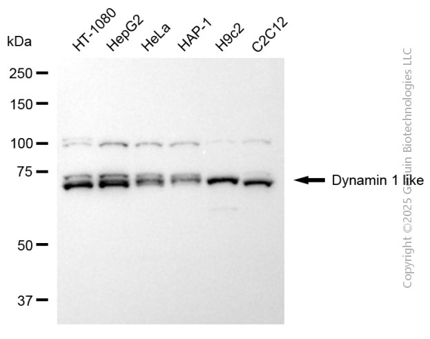 KD-Validated Anti-DNM1L Mouse Monoclonal Antibody ABG2034