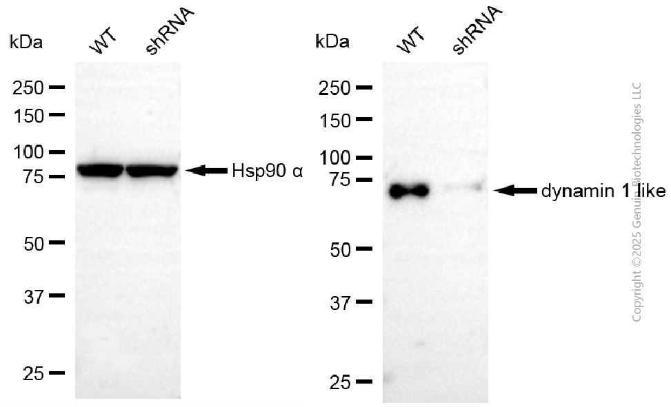 KD-Validated Anti-DNM1L Mouse Monoclonal Antibody ABG2034