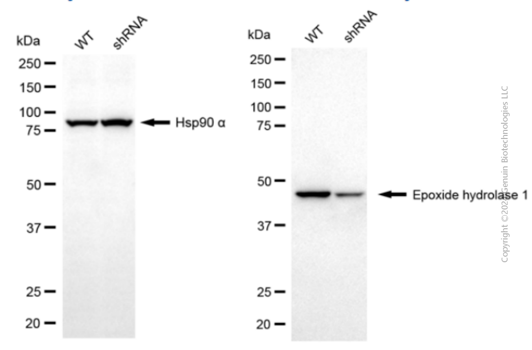 KD-Validated Anti-EPHX1 Mouse Monoclonal Antibody ABG2035