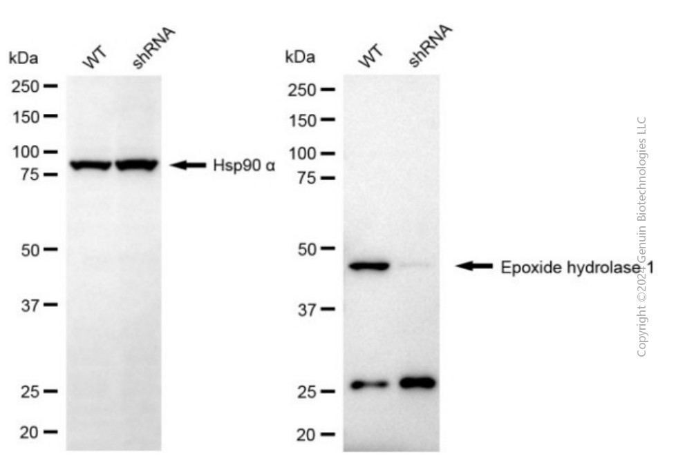 KD-Validated Anti-Epoxide Hydrolase 1 Mouse Monoclonal Antibody ABG2036