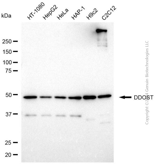 KD-Validated Anti-DDOST Mouse Monoclonal Antibody ABG2037
