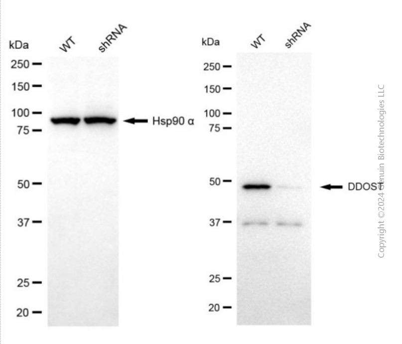 KD-Validated Anti-DDOST Mouse Monoclonal Antibody ABG2037