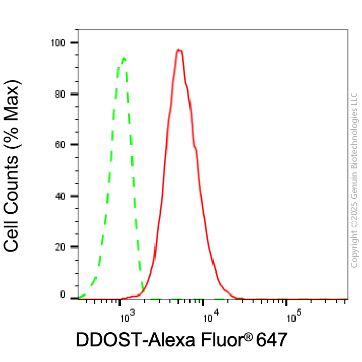 KD-Validated Anti-DDOST Mouse Monoclonal Antibody ABG2038