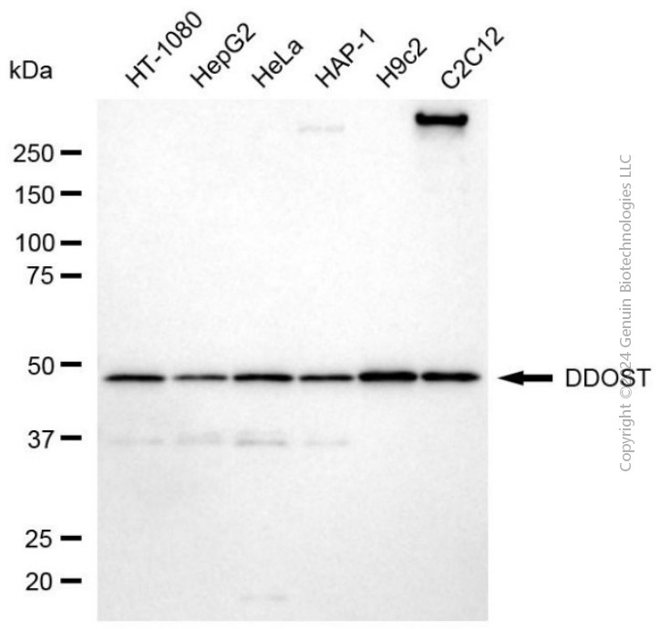 KD-Validated Anti-DDOST Mouse Monoclonal Antibody ABG2038
