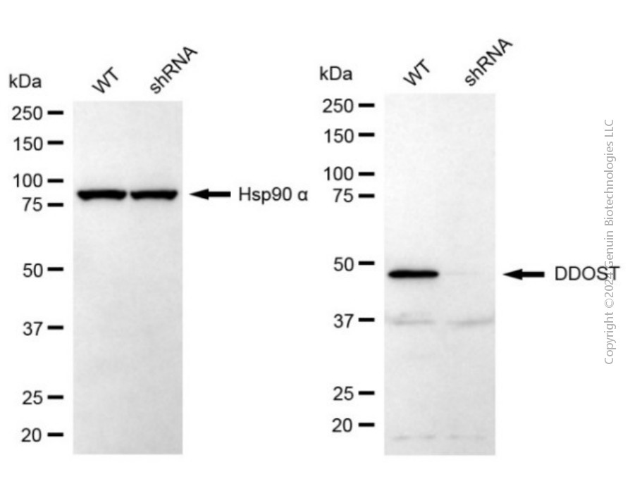KD-Validated Anti-DDOST Mouse Monoclonal Antibody ABG2038
