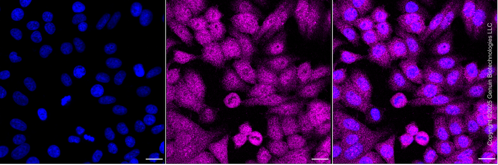 KD-Validated Anti-FAF1 Mouse Monoclonal Antibody ABG2039
