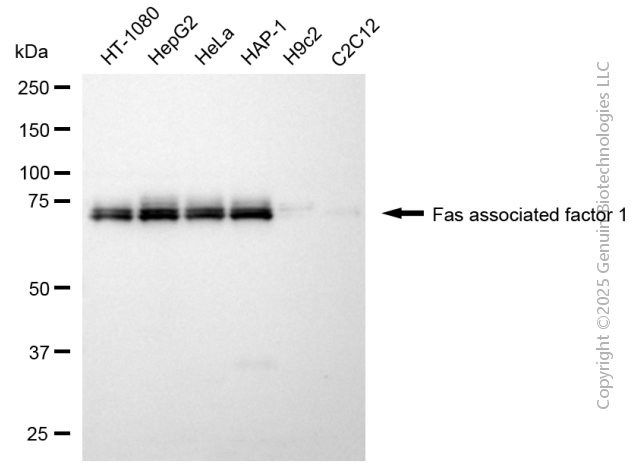 KD-Validated Anti-FAF1 Mouse Monoclonal Antibody ABG2039