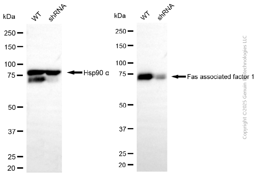 KD-Validated Anti-FAF1 Mouse Monoclonal Antibody ABG2039