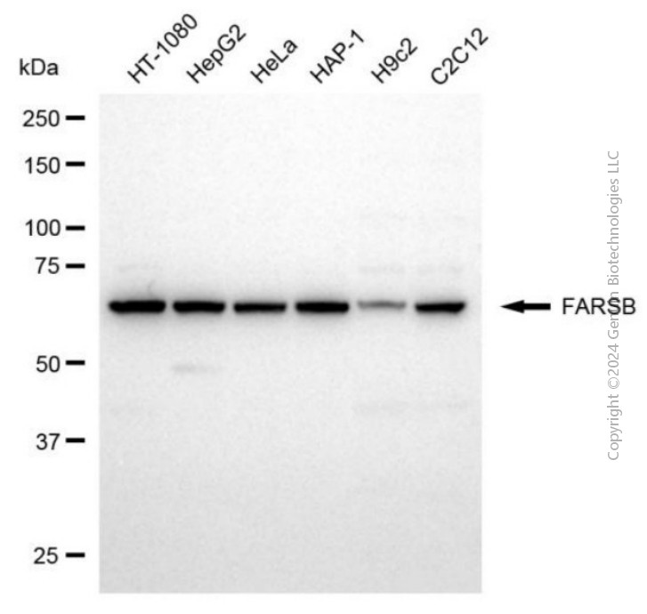 KD-Validated Anti-FARSB Mouse Monoclonal Antibody ABG2040