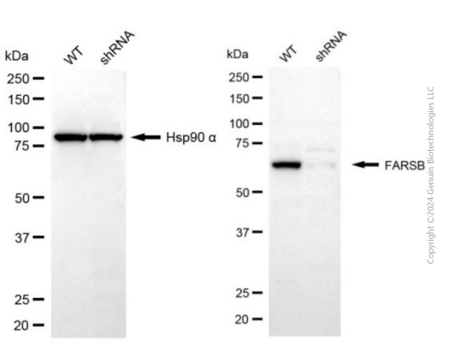 KD-Validated Anti-FARSB Mouse Monoclonal Antibody ABG2040
