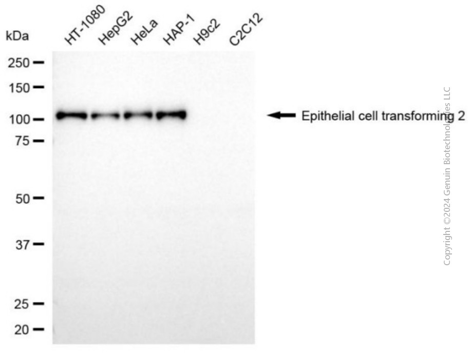 KD-Validated Anti-ECT2 Mouse Monoclonal Antibody ABG2041