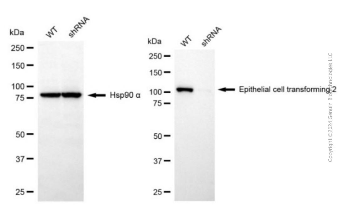 KD-Validated Anti-ECT2 Mouse Monoclonal Antibody ABG2041