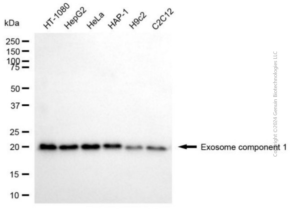 KD-Validated Anti-EXOSC1 Mouse Monoclonal Antibody ABG2042