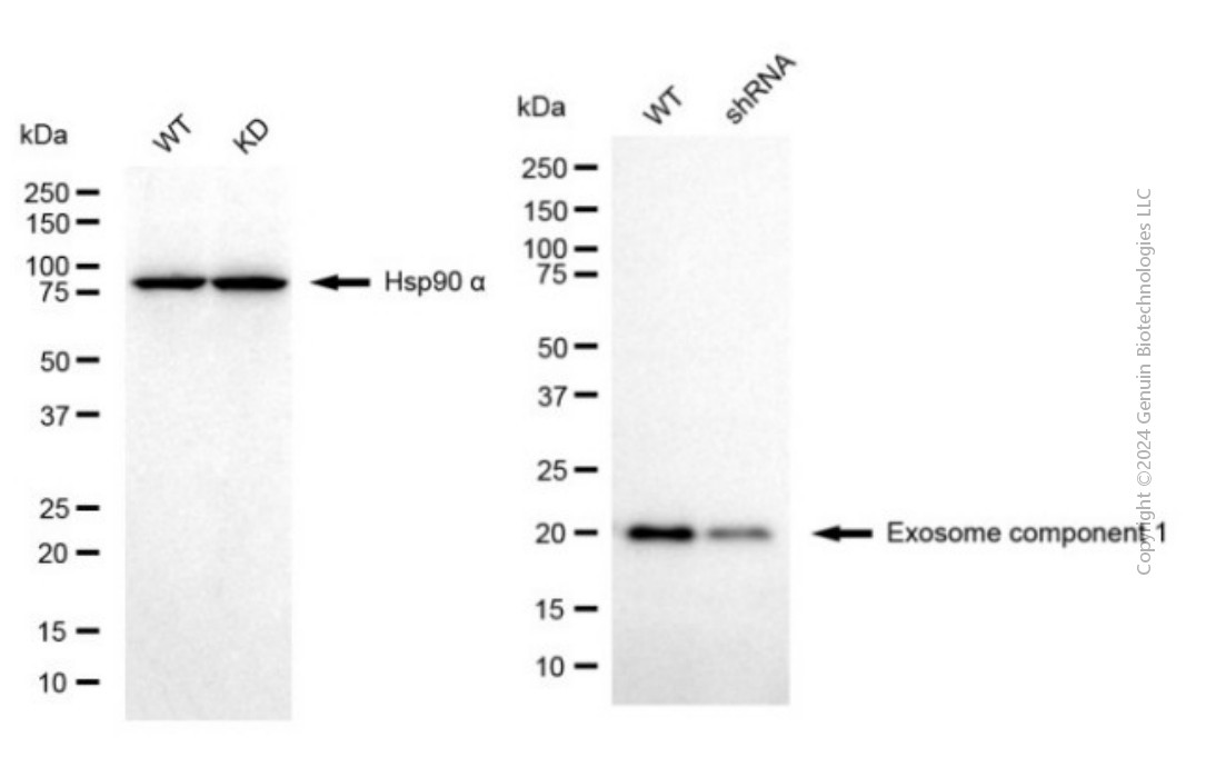 KD-Validated Anti-EXOSC1 Mouse Monoclonal Antibody ABG2042