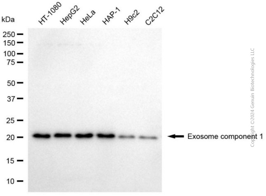 KD-Validated Anti-EXOSC1 Mouse Monoclonal Antibody ABG2043