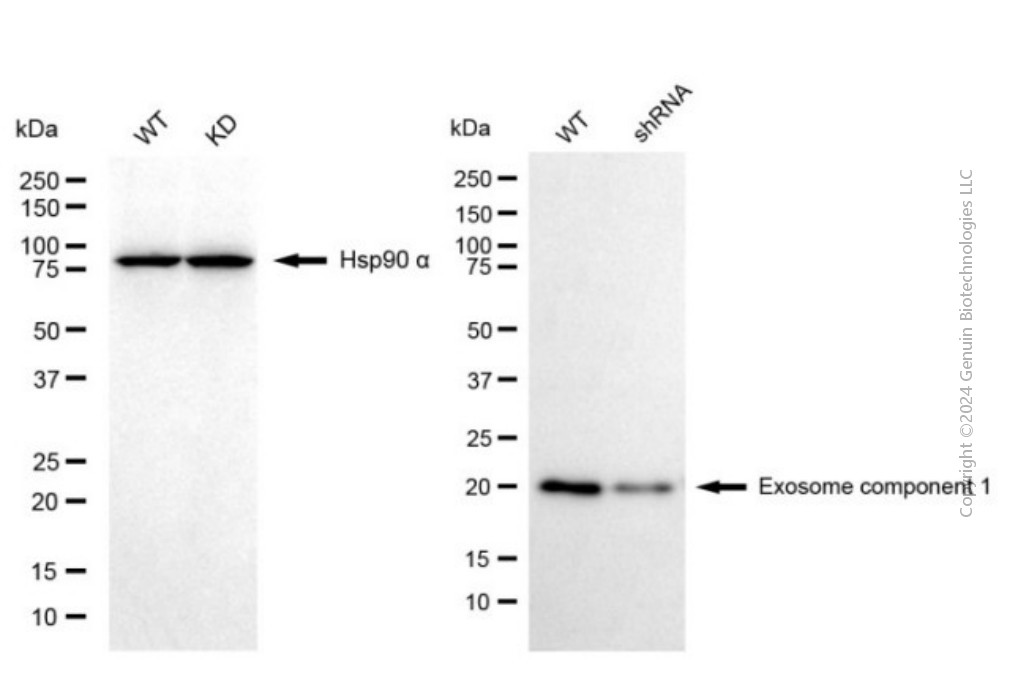 KD-Validated Anti-EXOSC1 Mouse Monoclonal Antibody ABG2043