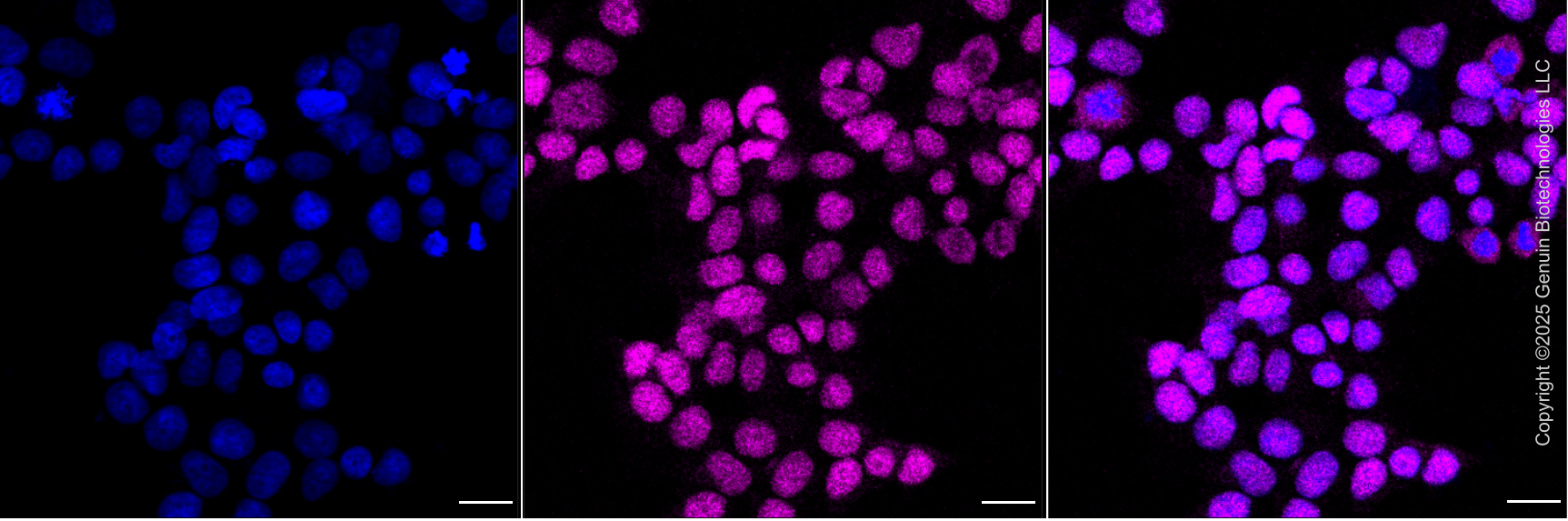 KD-Validated Anti-CWC27 Mouse Monoclonal Antibody ABG2044
