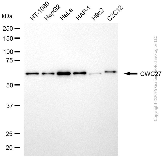 KD-Validated Anti-CWC27 Mouse Monoclonal Antibody ABG2044