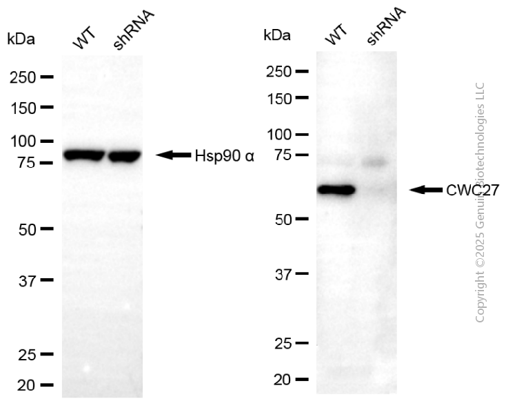 KD-Validated Anti-CWC27 Mouse Monoclonal Antibody ABG2044