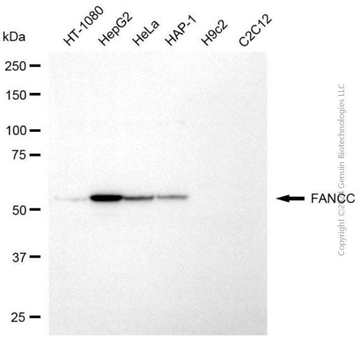 KD-Validated Anti-FANCC Mouse Monoclonal Antibody ABG2046