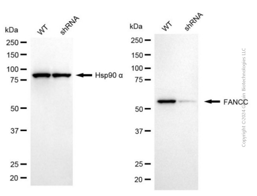 KD-Validated Anti-FANCC Mouse Monoclonal Antibody ABG2046