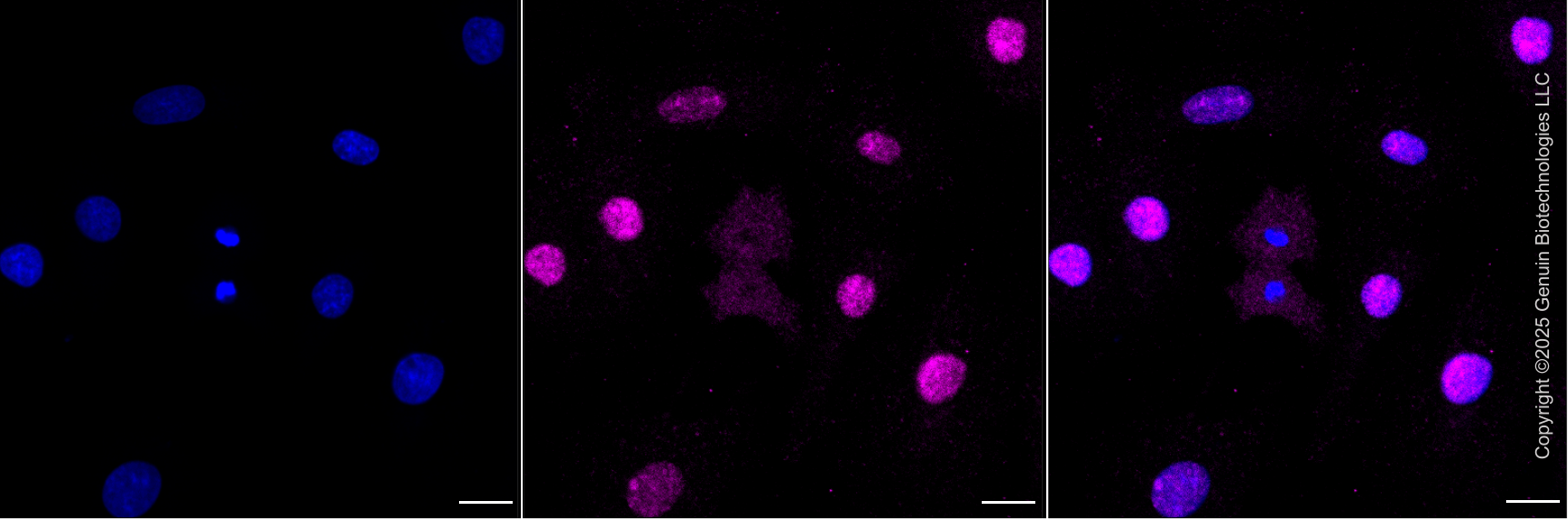 KD-Validated Anti-DDX50 Mouse Monoclonal Antibody ABG2047