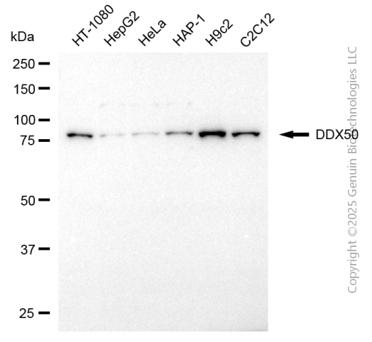 KD-Validated Anti-DDX50 Mouse Monoclonal Antibody ABG2047