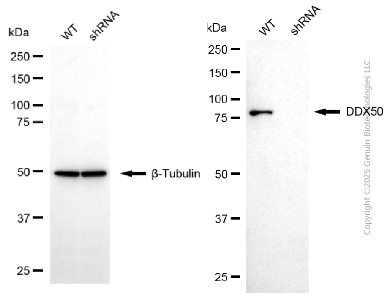 KD-Validated Anti-DDX50 Mouse Monoclonal Antibody ABG2047