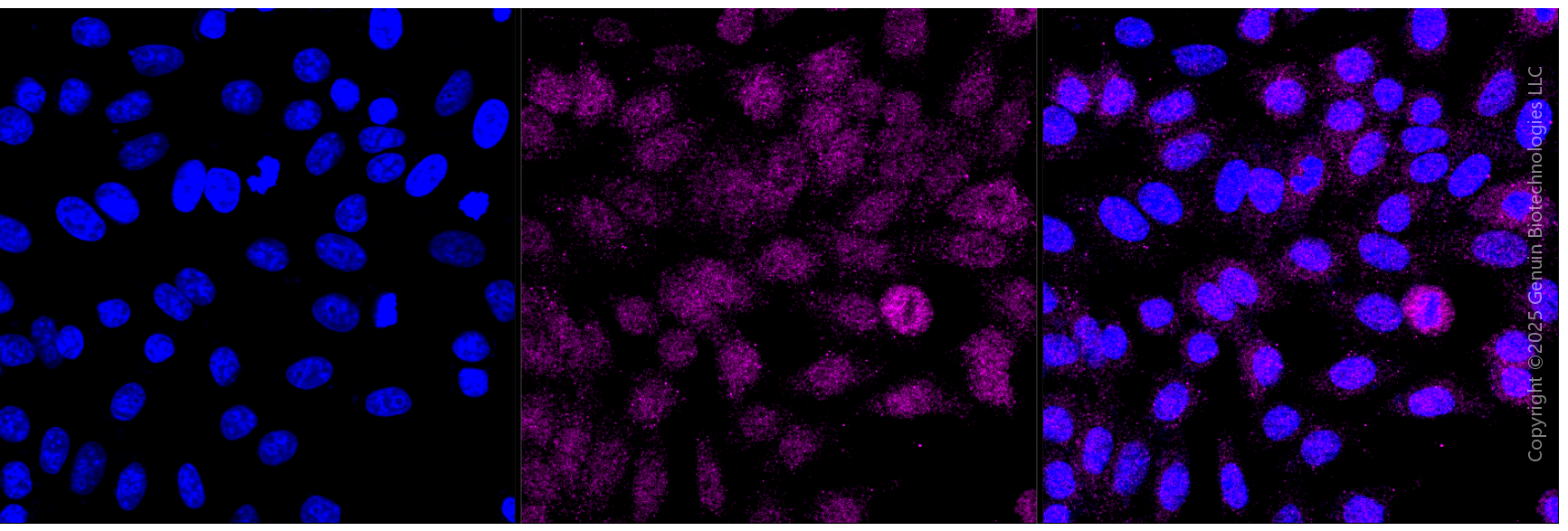 KD-Validated Anti-CDA Rabbit Monoclonal Antibody ABG2048