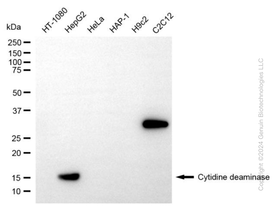 KD-Validated Anti-CDA Rabbit Monoclonal Antibody ABG2048