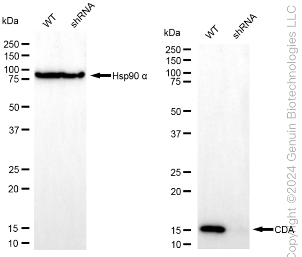 KD-Validated Anti-CDA Rabbit Monoclonal Antibody ABG2048