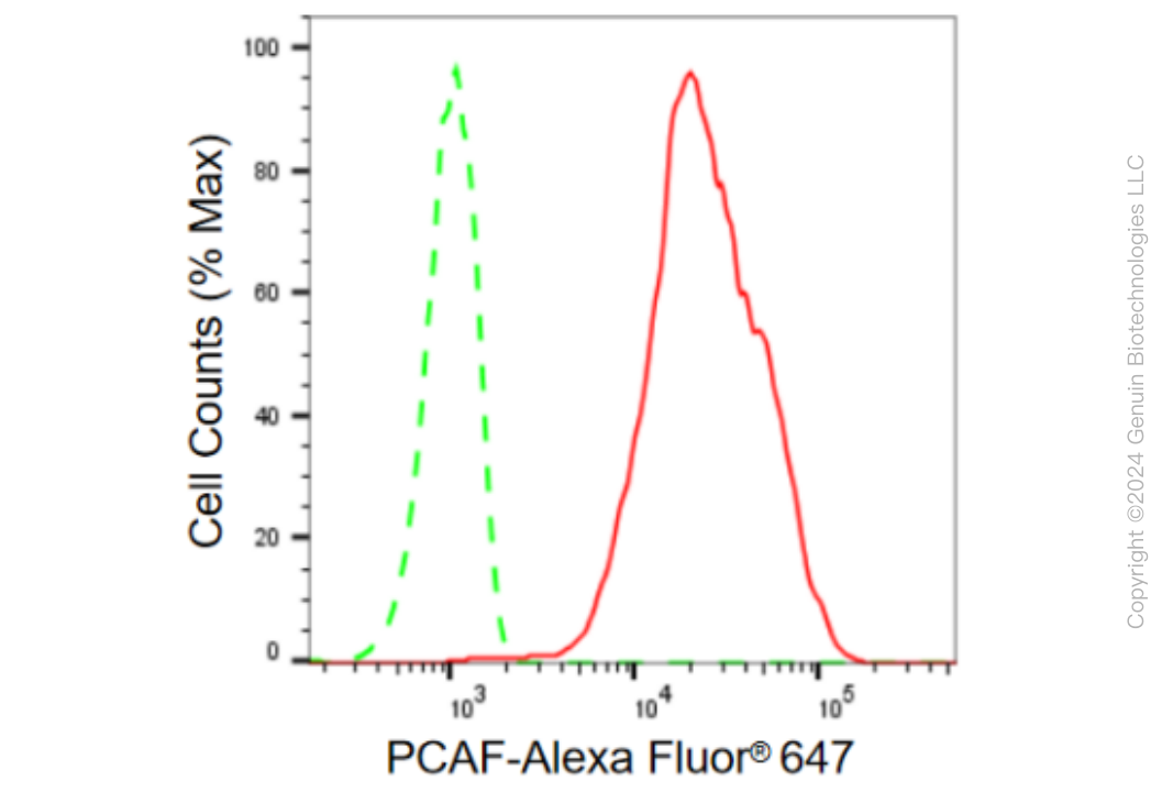 KD-Validated Anti-PCAF Rabbit Monoclonal Antibody ABG2049