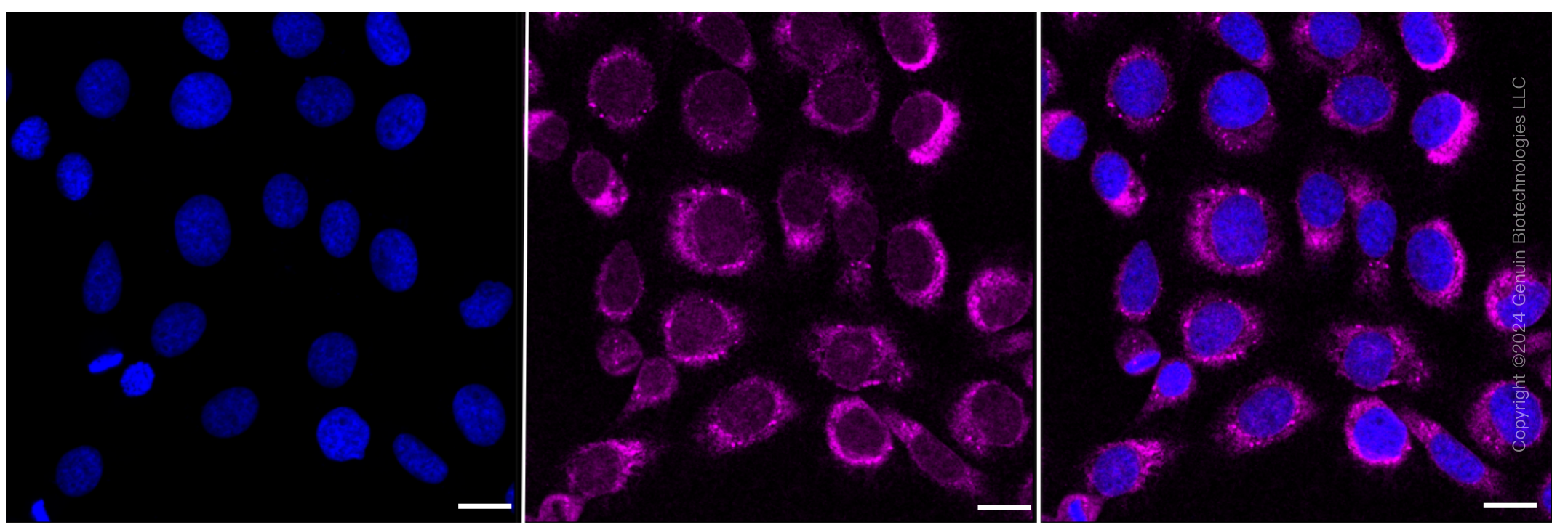 KD-Validated Anti-PCAF Rabbit Monoclonal Antibody ABG2049
