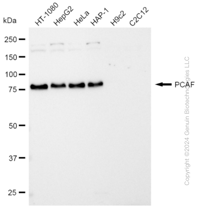 KD-Validated Anti-PCAF Rabbit Monoclonal Antibody ABG2049