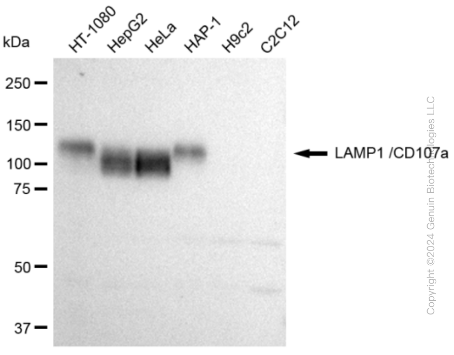 KD-Validated Anti-LAMP1 /CD107a Rabbit Monoclonal Antibody ABG2050