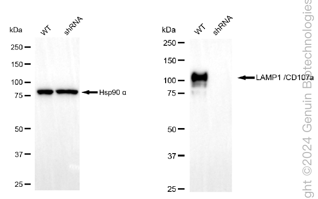 KD-Validated Anti-LAMP1 /CD107a Rabbit Monoclonal Antibody ABG2050