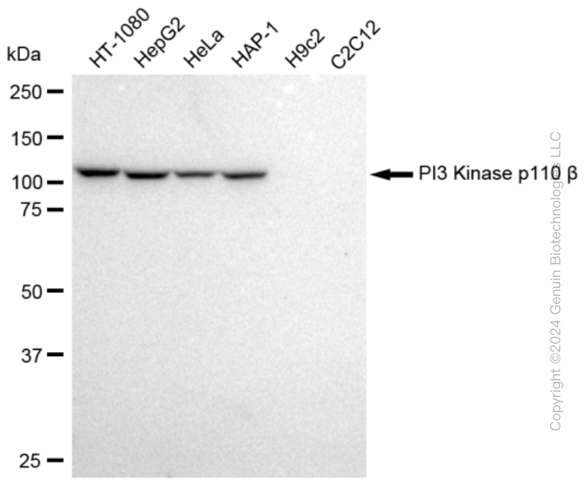 KD-Validated Anti-PI3 Kinase p110 beta Rabbit Monoclonal Antibody ABG2051