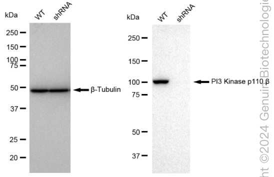 KD-Validated Anti-PI3 Kinase p110 beta Rabbit Monoclonal Antibody ABG2051
