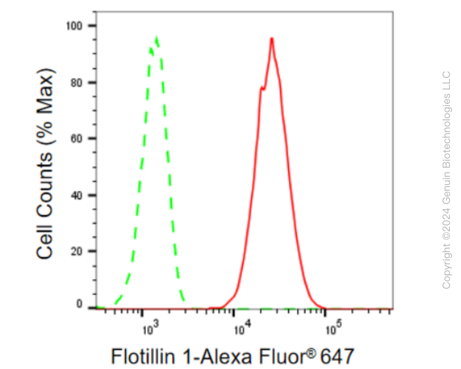 KD-Validated Anti-Flotillin 1 Rabbit Monoclonal Antibody ABG2052