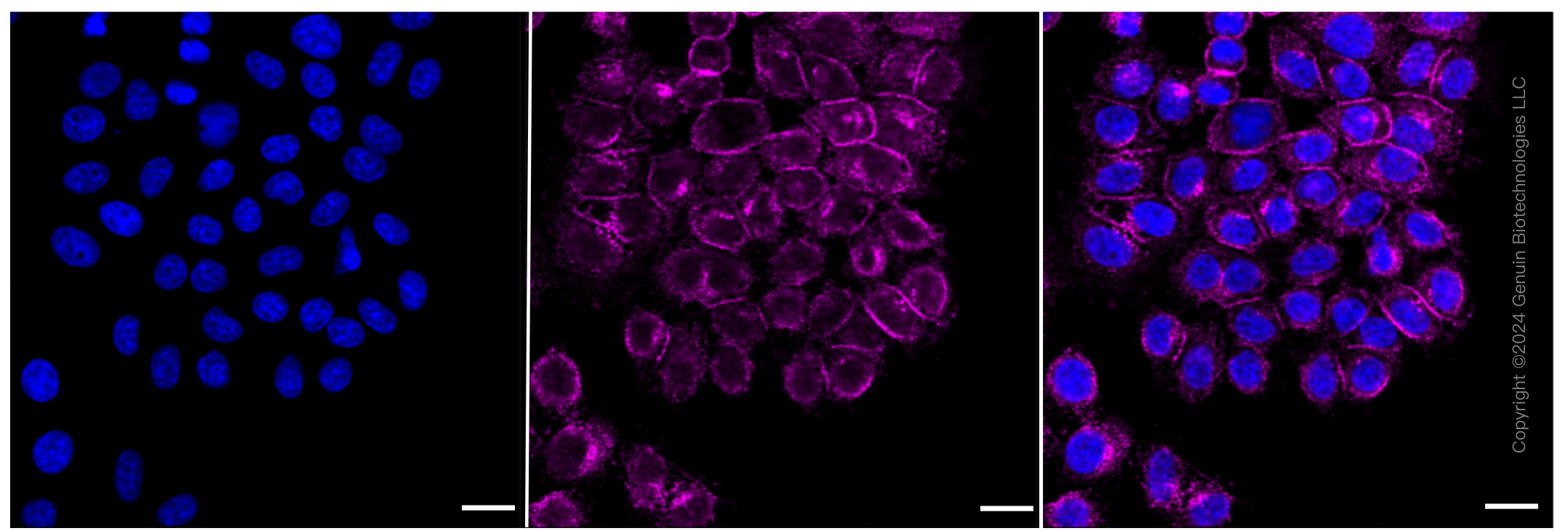 KD-Validated Anti-Flotillin 1 Rabbit Monoclonal Antibody ABG2052
