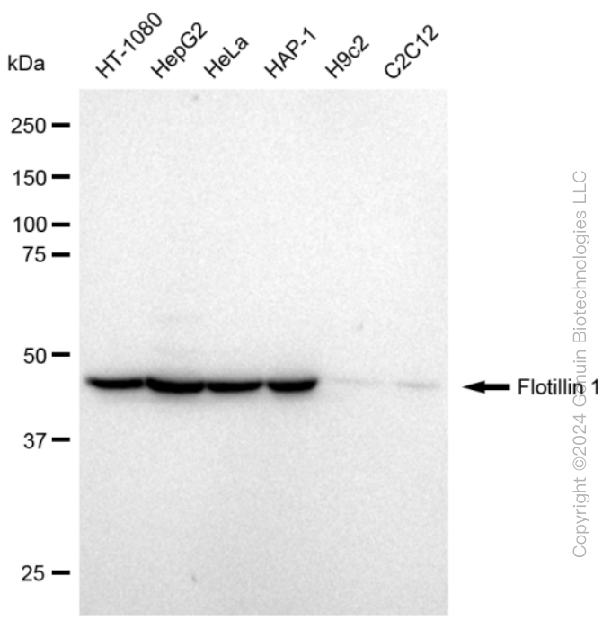 KD-Validated Anti-Flotillin 1 Rabbit Monoclonal Antibody ABG2052