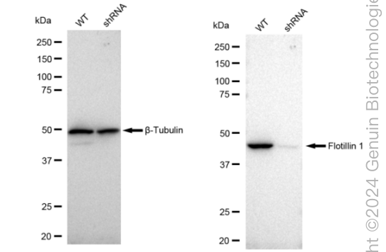 KD-Validated Anti-Flotillin 1 Rabbit Monoclonal Antibody ABG2052