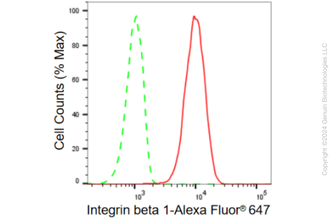 KD-Validated Anti-Integrin β 1 Rabbit Monoclonal Antibody ABG2054