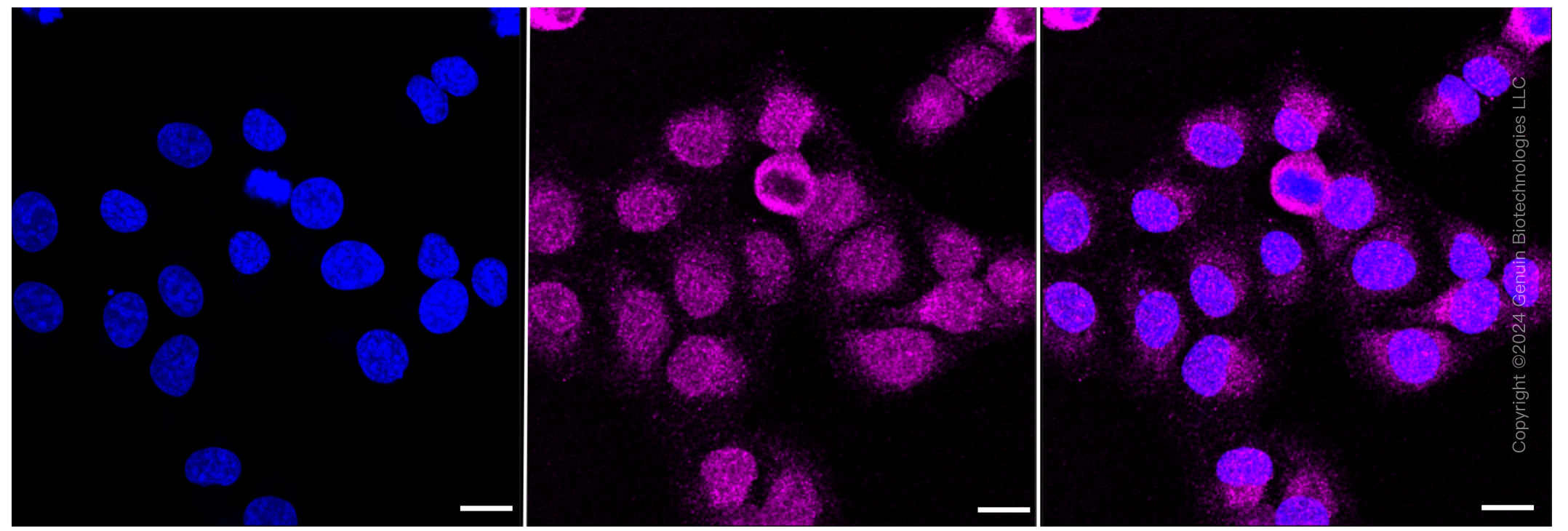 KD-Validated Anti-Integrin β 1 Rabbit Monoclonal Antibody ABG2054