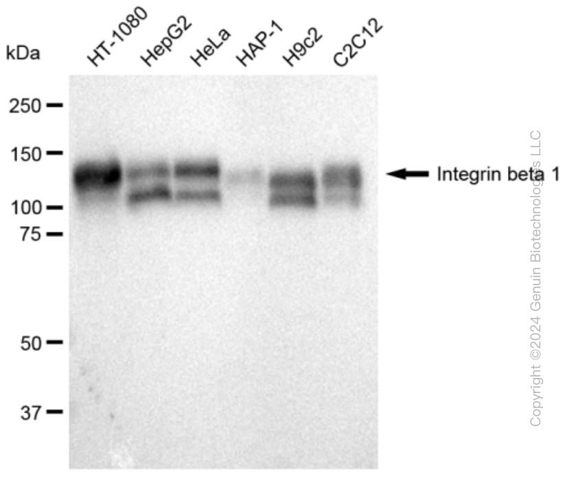 KD-Validated Anti-Integrin β 1 Rabbit Monoclonal Antibody ABG2054